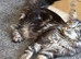 Ragdoll/ Maine Coon kittens due November 20th