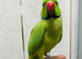 Male green Ringneck Talking Parrot