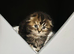 Scottish fold long hair