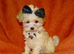 XXXS Gorgeous F1 Maltese X Tiny Toy Poodle F1 Maltipoo Cream & Apricot Parti Colour Puppy