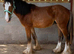 Traditional cob gelding