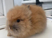 Beautiful purebred double maned lion heads