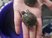 Baby turtles
