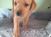 Labrador puppies
