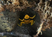 Variety of dart frogs different colours