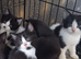 Birtish shorthair cross kittens
