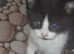 6 mixed white and black kittens