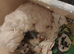 Maltese