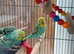Young cock budgies