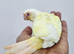 Gorgeous red eye lutino & crimino conure