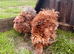 Two frizzle feathered Pekin girls