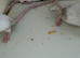 Pet mice