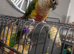 conures 9 months old
