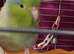 Cute little talking boy parrotlet