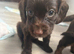 5 Sprockerpoo puppies