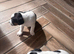 Jack Russell Puppies for Sale Swansea