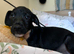 Crossbreed pups for rehoming Spaniel x patterdale x JRT