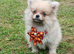 Pomeranian (miniature)