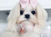 Beautiful Korean Maltese Girl 8 Months