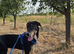 RONA - a Lovely Girl, for a Loving Home