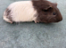 3 x Boar