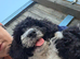 Puppy for sale 500 ono