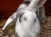 Female rabbit