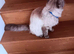 Neutered male Ragdoll for sale.