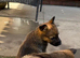 Working line German shepherd puppies