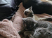 Russian blue x Bengal