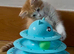 Gorgeous Siberian cross kittens ready to leave now