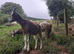 Toggenburg Goat Doelings - Father Pedigree.