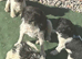 Stunning Jackapoo cross puppies