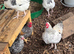 Bantam cockerels foc different breeds