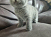 Amazing British blue kittens