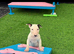 Stunning English bull terrier puppies for sale