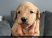 4 beautiful cockapoo puppies