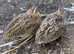 Coturnix and CPQ