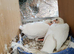 Pigeon for sale