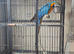 Blue and gold macaw