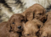 Quality F1 Cockapoo puppies from Licensed breeder