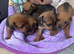 Beautiful litter of 5 jack russel/terrier puppies
