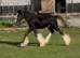 Stunning Mini cob