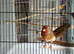 Goldfinch mules for sale males and females