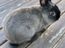 Pure netherland dwarf buck