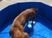 dacshound for sale female