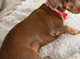 Miniature dachshund.
