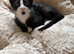 Gorgeous, Vet-Checked Black & White Male Kitten with Unique "Beard"
