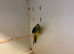 Hen Elegant Parakeet