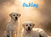 KC Reg Proven Labrador Stud Dog
